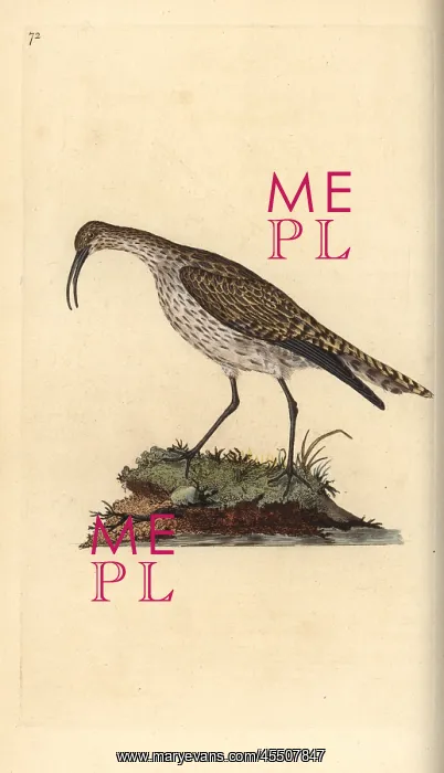 : Whimbrel, Numenius phaeopus : Whimbrel, Numenius phaeopus