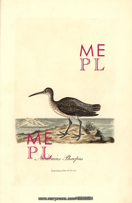 : Whimbrel, Numenius phaeopus : Whimbrel, Numenius phaeopus