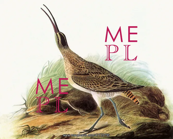  : Whimbrel, Numenius phaeopus