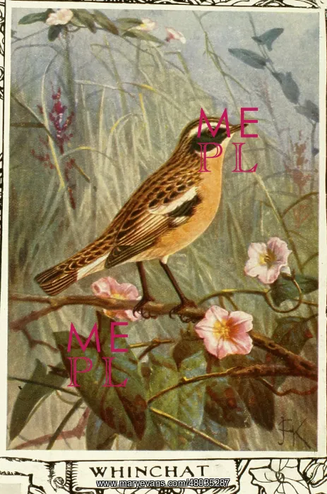  : Whinchat on a branch