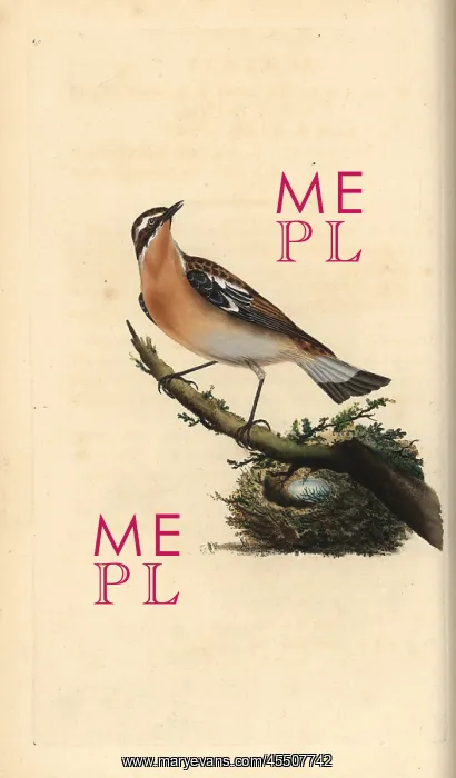 : Whinchat, Saxicola rubetra : Whinchat, Saxicola rubetra