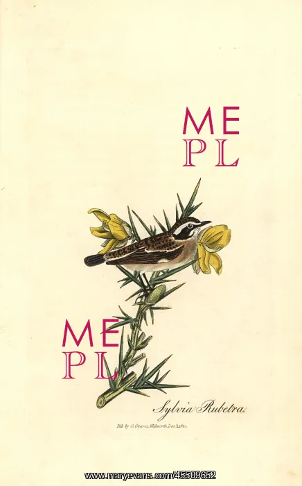 : Whinchat, Saxicola rubetra : Whinchat, Saxicola rubetra