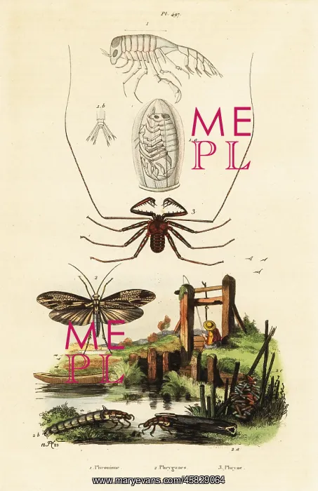 : Whip spider and caddisfly : Whip spider and caddisfly