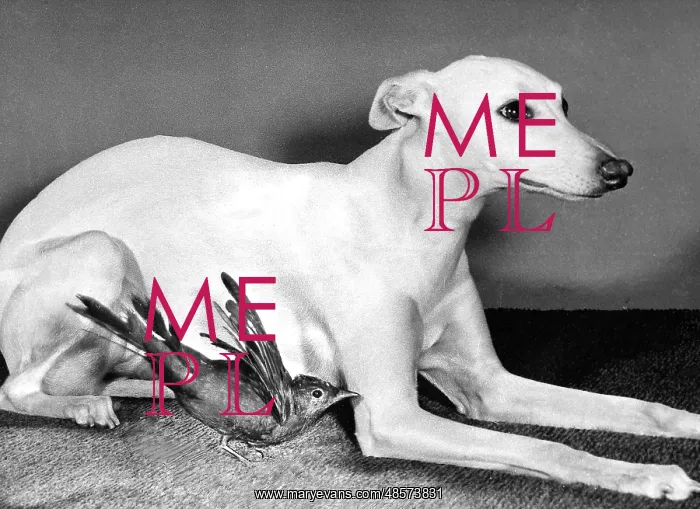  : Whippet and Blackbird