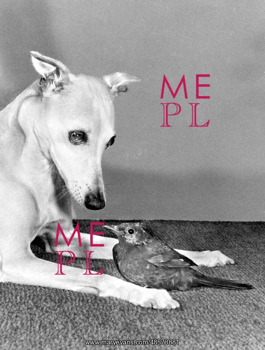  : Whippet and Blackbird