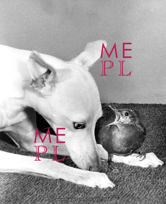  : Whippet and Blackbird