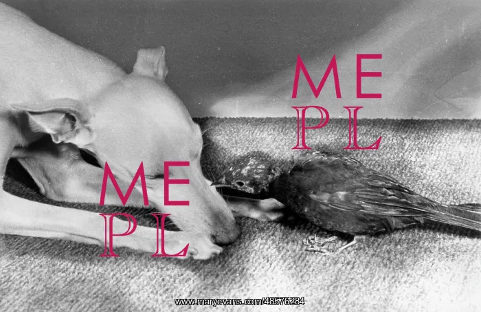  : Whippet and blackbird