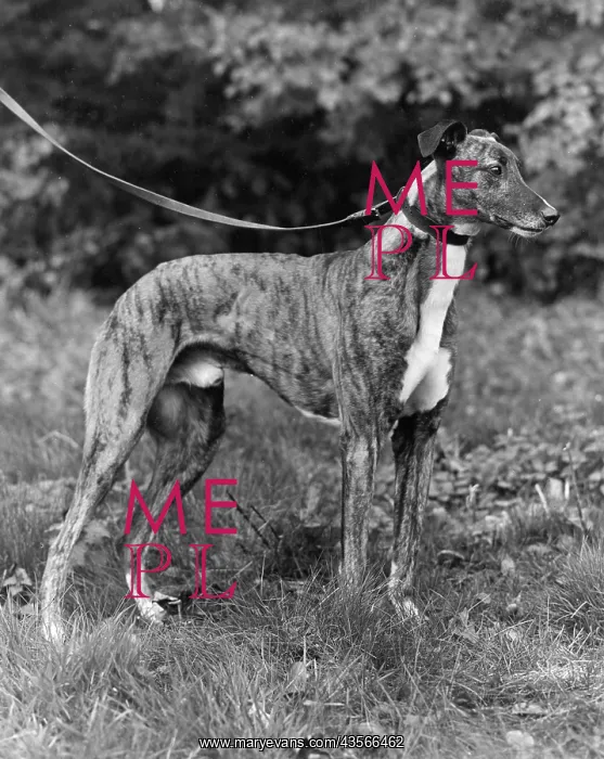  : Whippet on a lead