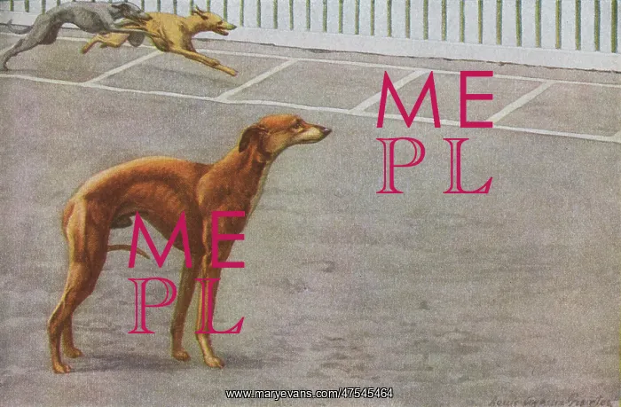 : Whippets. A whippet stands with its tail between its legs as two whippets : Whippets. A whippet stands with its tail between its legs as two whippets