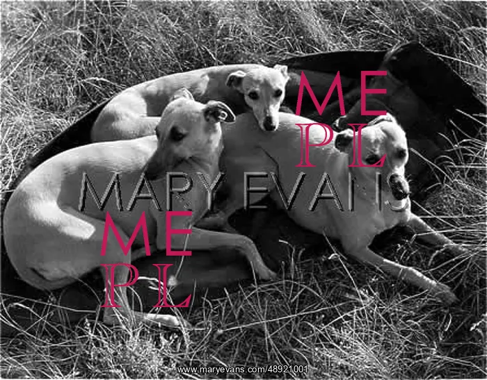 : THREE WHIPPETS : THREE WHIPPETS