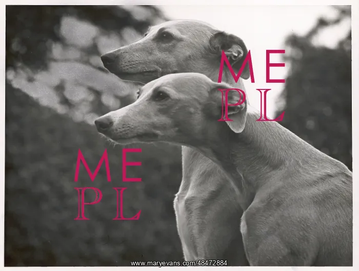 : Whippets by Thomas Fall, 1954 : Whippets by Thomas Fall, 1954