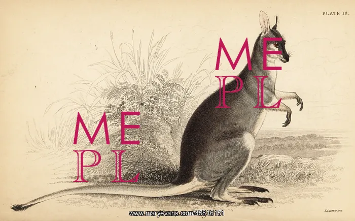 : Whiptail wallaby, Macropus parryi : Whiptail wallaby, Macropus parryi