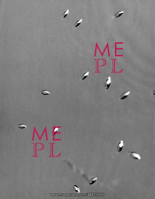  : WHIRLIGIG BEETLES