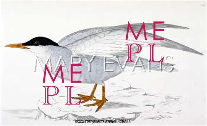  : WHISKERED TERN (MORRIS)
