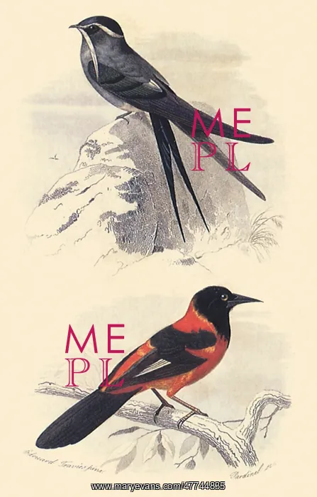  : A Whiskered Treeswift and a Tanager