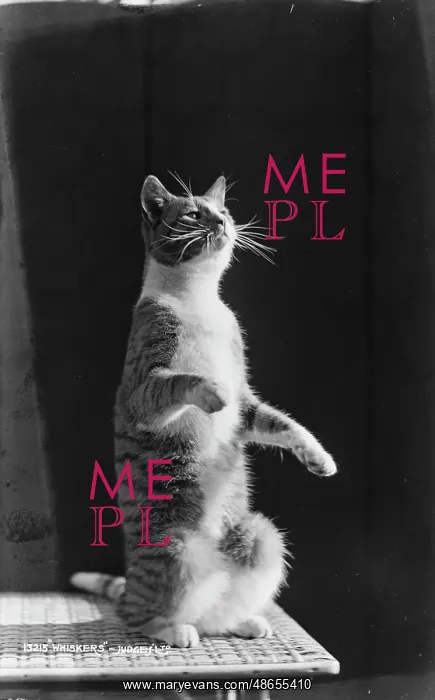 : Whiskers the Cat : Whiskers the Cat