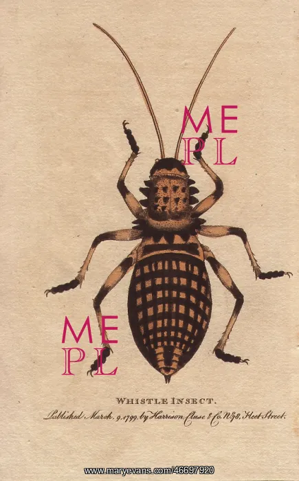 : Whistle insect, Eugaster spinulosa : Whistle insect, Eugaster spinulosa