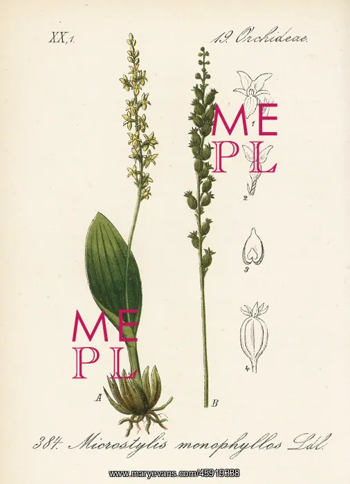 : White adder's mouth orchid, Malaxis monophyllos : White adder's mouth orchid, Malaxis monophyllos