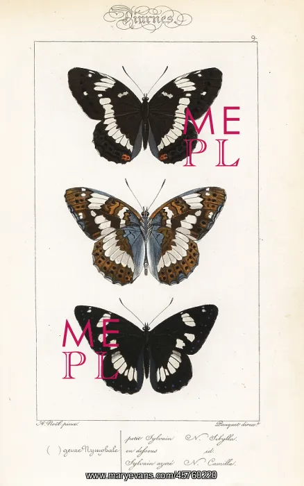  : White admiral and southern white admiral