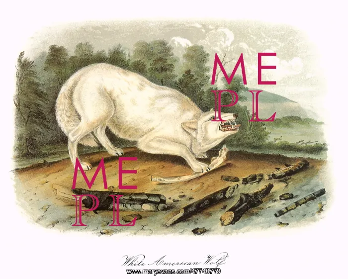  : White American Wolf