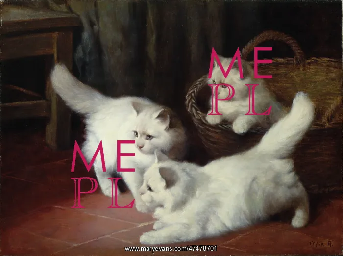 : Three White Angora Kittens : Three White Angora Kittens
