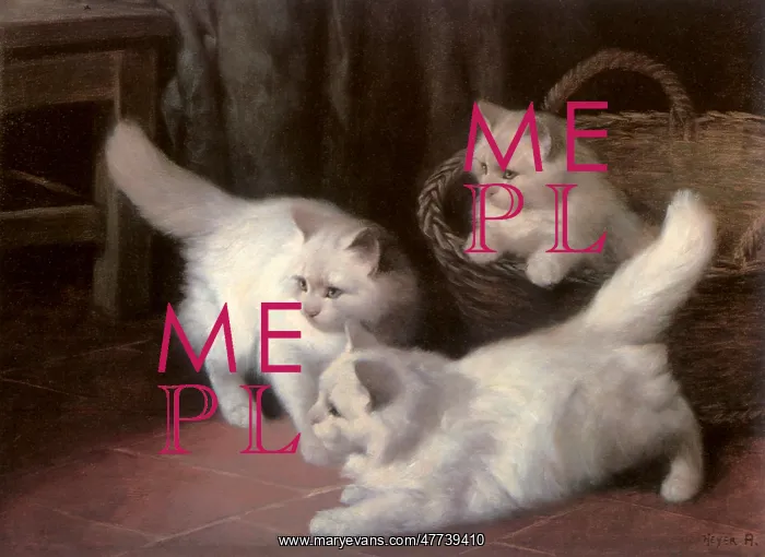  : Three White Angora Kittens