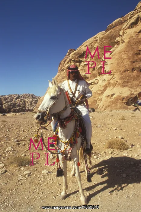 : White arab horse : White arab horse