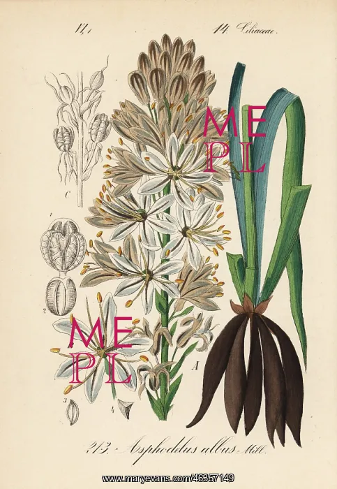 : White asphodel, Asphodelus albus : White asphodel, Asphodelus albus