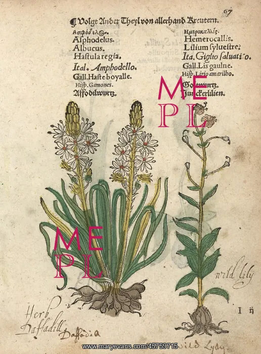 : White asphodel, Asphodelus albus, and wild : White asphodel, Asphodelus albus, and wild