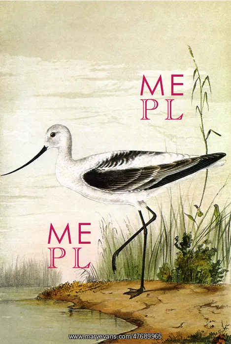  : White Avocet