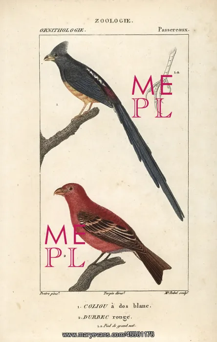 : White-backed mousebird, Colius colius, and : White-backed mousebird, Colius colius, and