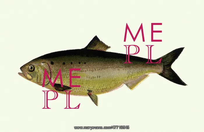 : White Bass : White Bass