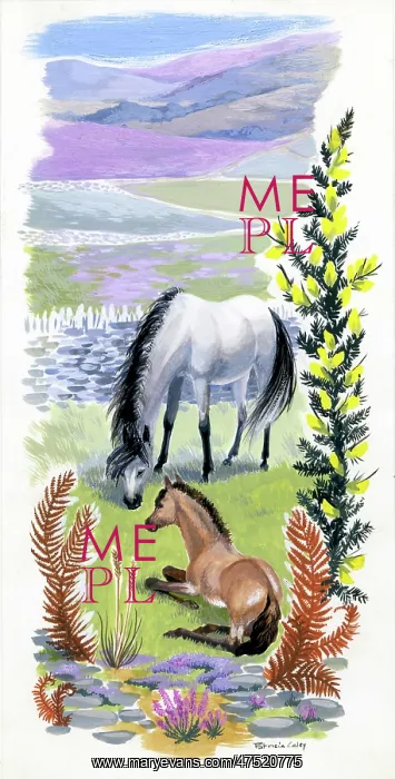 : White and bay ponies on hillside : White and bay ponies on hillside