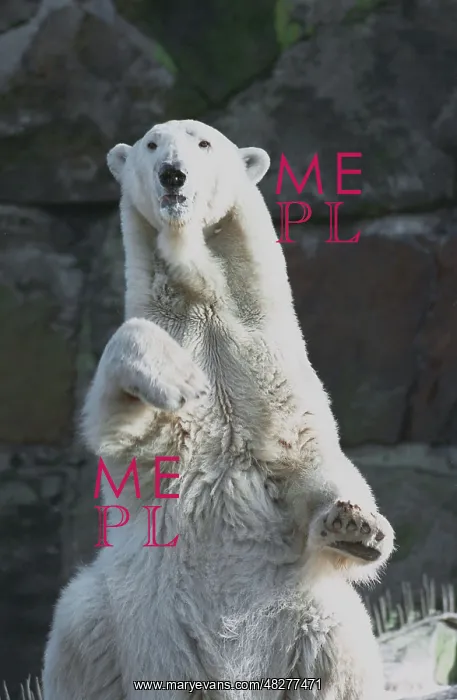 : White bear in Kaliningrad zoo, 1995 : White bear in Kaliningrad zoo, 1995