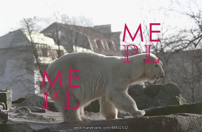 : White bear in Kaliningrad zoo, 1995 : White bear in Kaliningrad zoo, 1995