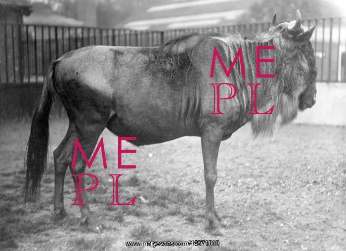  : WHITE BEARDED GNU