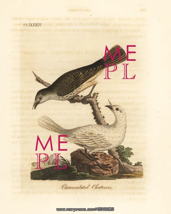 : White bellbird, Procnias albus : White bellbird, Procnias albus