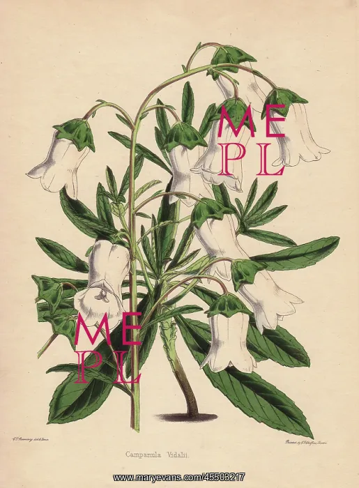 : White bellflower, Campanula vidalii : White bellflower, Campanula vidalii