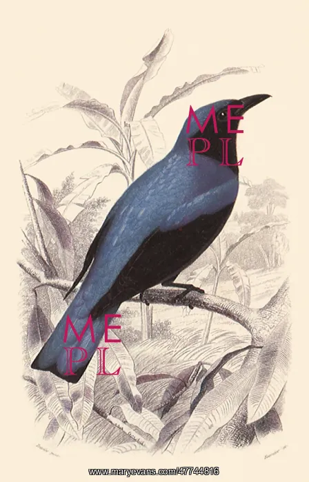  : White Bellied Drongo