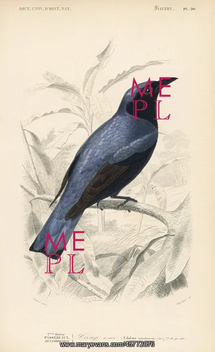 : White-bellied drongo, Dicrurus caerulescens : White-bellied drongo, Dicrurus caerulescens