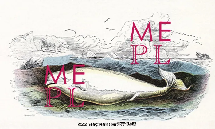  : White Beluga in Water