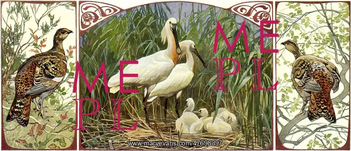  : White Birds and Chicks