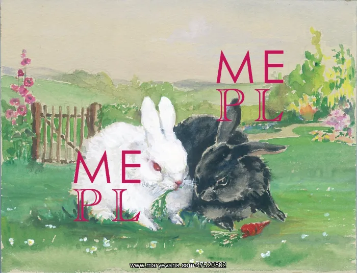  : A white and a black rabbit in a garden