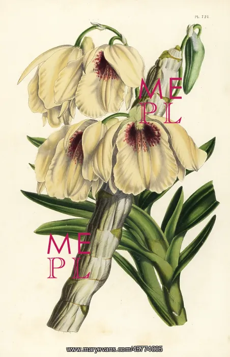 : White and blood-red dendrobium orchid, Dendrobium : White and blood-red dendrobium orchid, Dendrobium