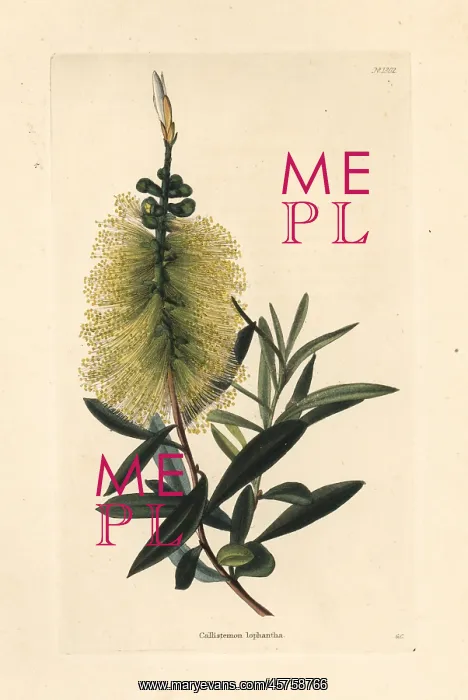 : White bottlebrush, Callistemon salignus : White bottlebrush, Callistemon salignus