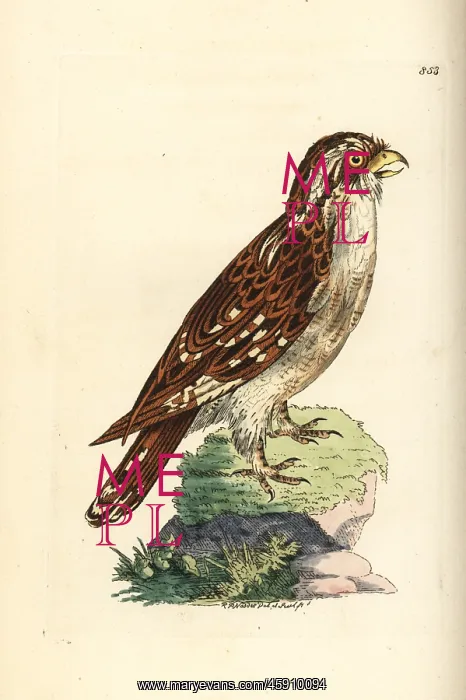 : White-browed hawk-owl, Ninox superciliaris : White-browed hawk-owl, Ninox superciliaris