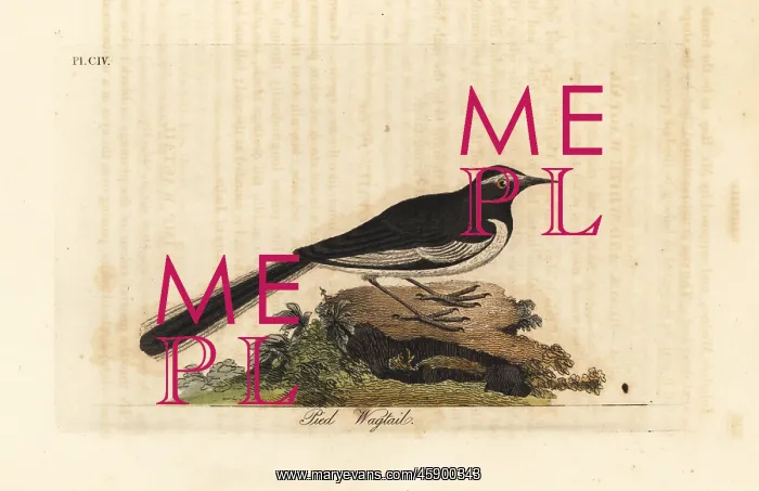  : White-browed wagtail, Motacilla maderaspatensis
