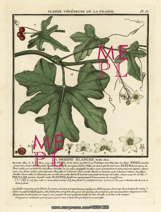 : White bryony, Bryonia alba : White bryony, Bryonia alba