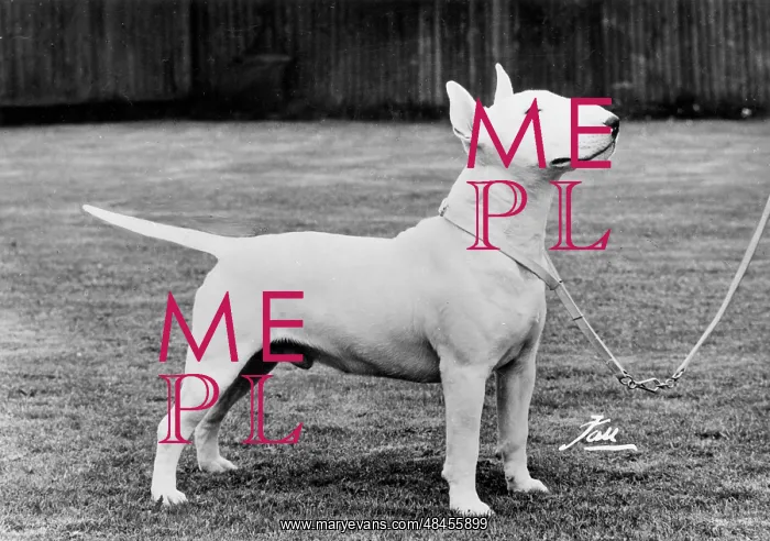 : WHITE BULL TERRIER / 1973 : WHITE BULL TERRIER / 1973
