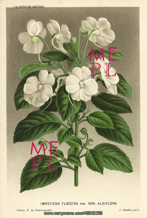 : White busy lizzie, Impatiens flaccida : White busy lizzie, Impatiens flaccida